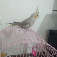 عروس هلندی