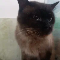 گربه سیامی نر تایلندی|گربه|سبزوار, توحیدشهر|دیوار