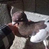 تعدادی کبوتر یکجایی