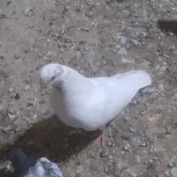 کبوتر نوک ریز|پرنده|رزن, |دیوار