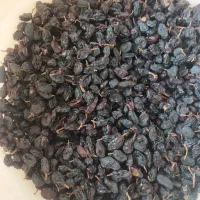 کشمش مویز
