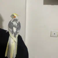 عروس هلندی نر