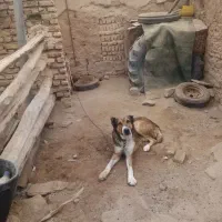 سگ نگهبان|سگ|مشهد, انصار|دیوار