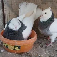 کفتر طوقی|پرنده|آران و بیدگل, |دیوار