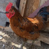 خروس