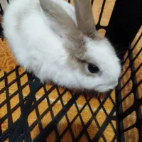 خرگوش زیبا باهوش|موش و خرگوش|سبزوار, شرق کال عیدگاه|دیوار