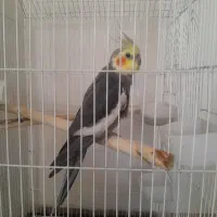 پرنده عروس هلندی