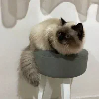 گربه میکس هیمالین و پرشین