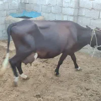 فروش گاو جرسی شیری|حیوانات مزرعه|بندرعباس, |دیوار