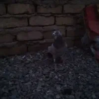 یک عدد هفترنگ هفت هشت نر|پرنده|تاکستان, |دیوار