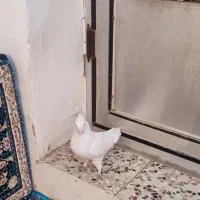 ۴۵۰هزار|پرنده|اسلام‌‌آباد غرب, |دیوار