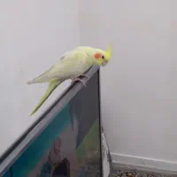 یک عروس رام یکجفت طوطی برزیلی|پرنده|بوکان, |دیوار