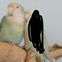 طوطی برزیلی گم شده