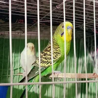 مرغ عشق جفت مولد