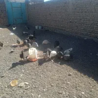 مرغ و خروس گلین شاخدار برهما بوقلمون ویاندوت|حیوانات مزرعه|بیرجند, |دیوار