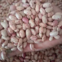 لوبیا چیتی درشت