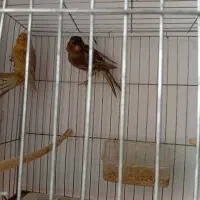 تعدادی قناری|پرنده|رودسر, |دیوار