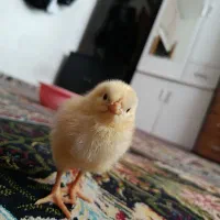 جوجه یک تا 10روزه