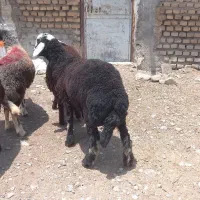 توقلی بره گمشده
