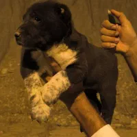 سگ افغان ماده