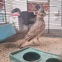 قناری نرآواز خوان ویک سهره خاکی|پرنده|مرودشت, رامجرد یک|دیوار