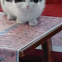 گربه تاکسیدو|گربه|اصفهان, بهارستان|دیوار