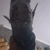 ۱عدد نر کوهی|پرنده|صدرا-فارس, فاز ۱|دیوار