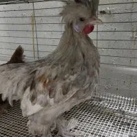 جوجه مرغ و خروس مینیاتوری سبرایت و سلطان ۵ماهه