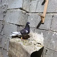 کبوتر نرو ماده یال قهوه ای ب شرط تخم و جوجه