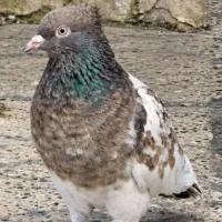 مرغ عشق یا کبوتر