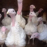 بوقلمون گوشتی