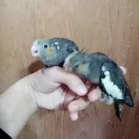 پرورش دهنده خانگی هستم /آماده همکاری|پرنده|ساری, |دیوار