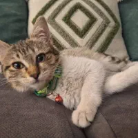 واگذاری بچه گربه|گربه|کرج, فاز ۱ مهرشهر|دیوار