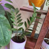 فروش استند به همراه گلدان ها|گل و گیاه طبیعی|دوگنبدان, |دیوار