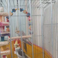 عروس هلندی