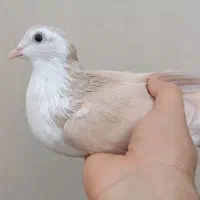 کبوتر تزئینی