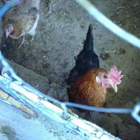 جوجه و مرغ تخم گذار