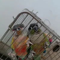 جفت مولد گرینچیک رام و دستی