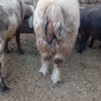 قوچ|حیوانات مزرعه|مارگون, |دیوار