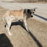 سگ برای نگهبانی