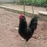خروس سیاه گلین