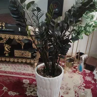 زامو فیلیای بلک