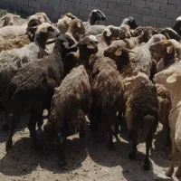 میش دندون سالم