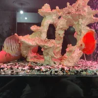 آکواریوم خاص و لاکچری با ماهی های دیسکس|ماهی|چهاردانگه (تهران), |دیوار