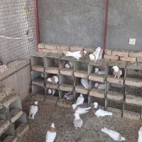 فروش جوجه کبوتر طوقی زرد