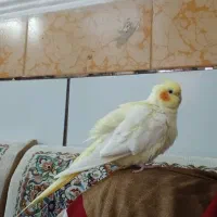 عروس پاریس|پرنده|اهواز, منازل کارون|دیوار
