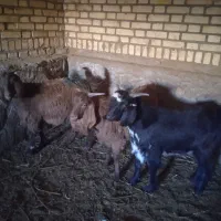 سه عدد بزغاله.. دو عدد نریک عدد ماده|حیوانات مزرعه|سبزوار, قصبه غربی|دیوار