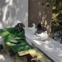 کفتر دم چتری انگلیسی