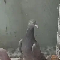 کفتر هفت رنگ