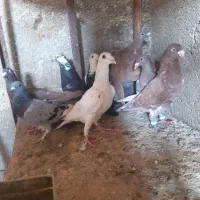 12تا کفتر پرشی مناسب